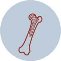 Promotes Bone Strength